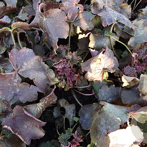 Heuchera m. 'Palace Purple' GM P9