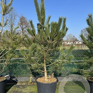 Pinus nigra nigra 225-250 cm cont. 110L najaarspotting