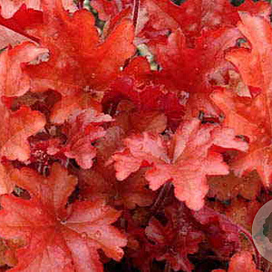 Heuchera 'Peach Flambé' GM P9