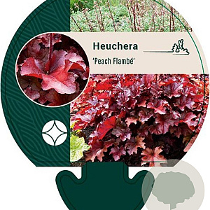 Heuchera 'Peach Flambé' GM P9