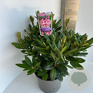 Rhododendron 'Cosmopolitan' 30-40 cm 5,0L