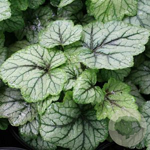 Heucherella 'Blue Ridge' GM P9