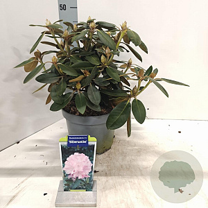 Rhododendron (Y) 'Silberwolke' 25-30 cm 5,0L