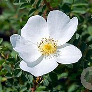 Rosa 'Spinosissima' GM rozenpot 3L