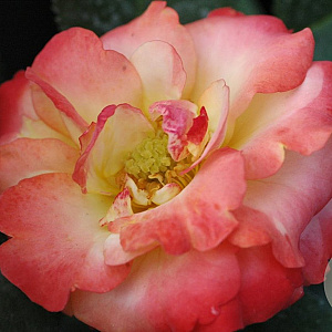 Rosa (F) Chamäleon 100 cm stam 7L