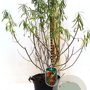 Hippophae rhamnoides 40-50 cm 3,0L