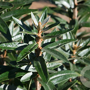 Hippophae rhamn. Silver Star 125-150 cm met kluit struik