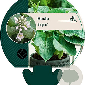 Hosta 'Elegans' GM P9