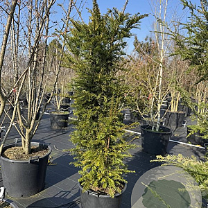 Taxus baccata 175-200 cm 50L