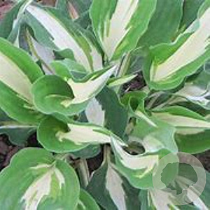 Hosta 'Night Before Christmas' GM P9