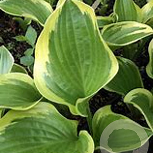Hosta 'Queen Josephine' GM P9