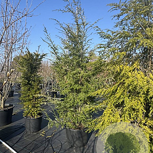 Tsuga canadensis 250-300 cm cont. 80L