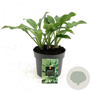 Hosta 'Royal Standard' GM 2,0L