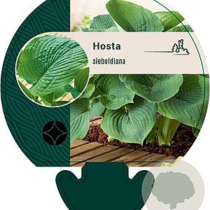Hosta sieboldiana GM P9