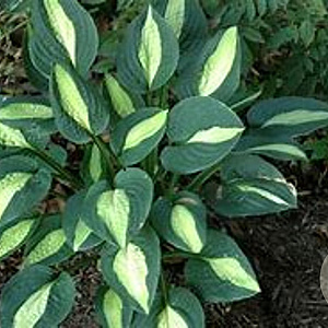 Hosta 'Striptease' GM P9