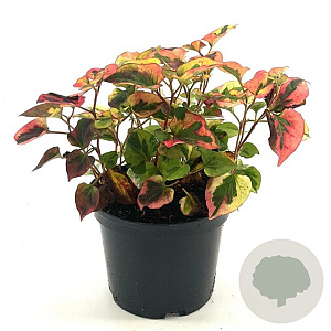 Houttuynia cordata 'Flame' 20-25 cm 2,0L
