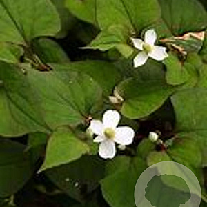 Houttuynia cordata 'Plena' GM P9