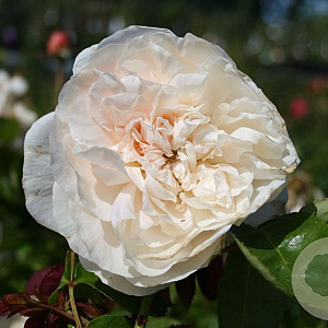 Rosa (H) Fragrant Old White® A kwaliteit wortelgoed vanaf 2 tak