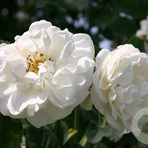 Rosa 'Alba Suaveolens' A kwaliteit wortelgoed vanaf 2 tak