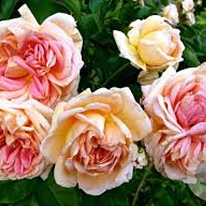 Rosa (K) 'Alchymist' GM rozenpot 4L