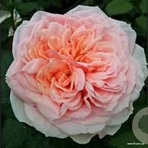 Rosa (T) Amorosa GM rozenpot 4L