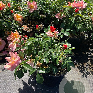 Rosa Aprikola GM rozenpot 3L