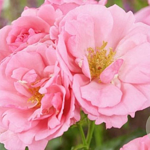 Rosa (K) 'Bantry Bay' GM rozenpot 4L