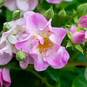 Rosa (RA) 'Blush Rambler' GM rozenpot 4L