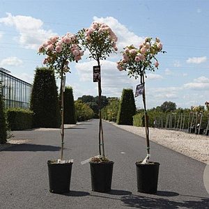 Rosa (F) 'Bonica' 100 cm stam 7L