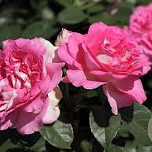 Rosa (T) Borneo Odore GM rozenpot 4L