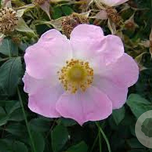 Rosa Bourgogne GM rozenpot 4L