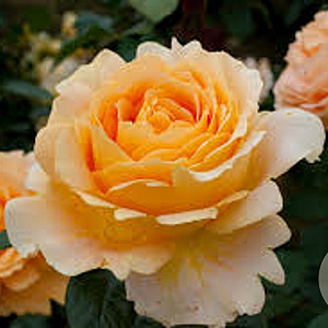 Rosa (T) Candlelight GM rozenpot 4L