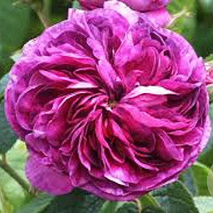 Rosa (H) 'Charles de Mills' GM rozenpot 4L