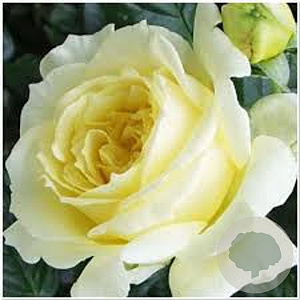 Rosa (K) Climbing Elfe GM rozenpot 4L