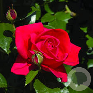 Rosa (K) Climbing Red Flame GM rozenpot 4L