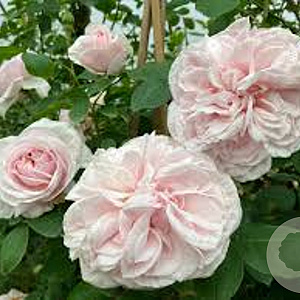 Rosa (K) 'Cl. Souv.de la Malmaison' GM rozenpot 4L