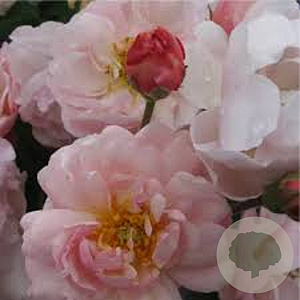 Rosa (T) 'Cornelia' GM rozenpot 4L