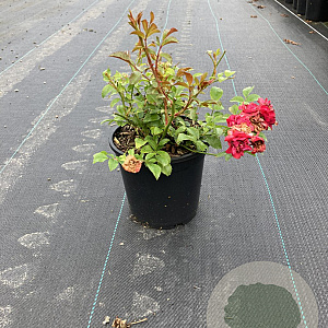 Rosa (M) Fairy Dance GM rozenpot 3L