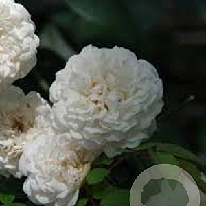 Rosa (K) 'Félicité et Perpétue' GM rozenpot 4L