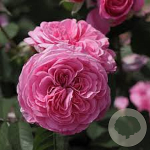 Rosa (H) Gertrude Jekyll GM rozenpot 4L