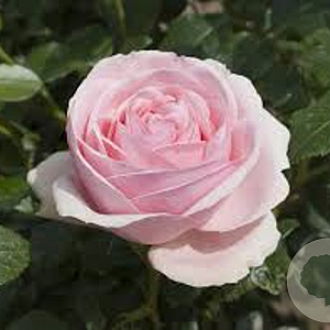 Rosa (K) Giardina GM rozenpot 4L