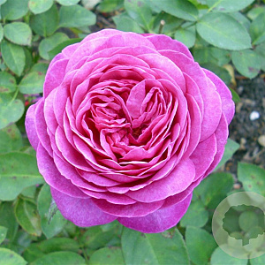Rosa (F) Heidi Klum Rose 60 cm stam vierkant 6 L