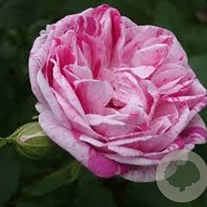 Rosa (H) 'Honorine de Brabant' GM rozenpot 4L