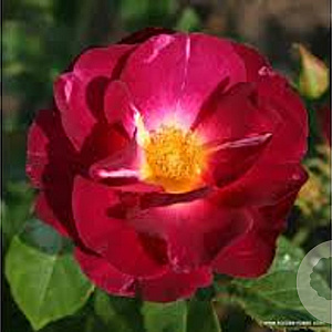 Rosa (F) Ile de Fleurs GM rozenpot 4L