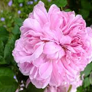 Rosa (H) Jacques Cartier GM rozenpot 4L