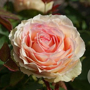 Rosa (T) Jalitah GM rozenpot 4L