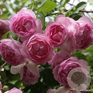 Rosa Jasmina GM rozenpot 4L