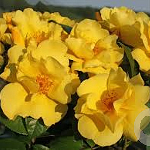 Rosa (F) Lemon Fizz A kwaliteit wortelgoed vanaf 2 tak