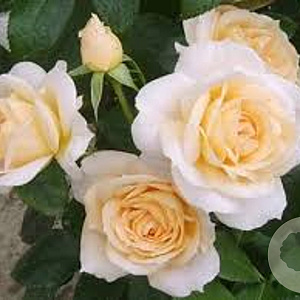 Rosa Lion's Rose GM rozenpot 4L