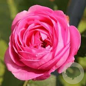 Rosa (H) 'Louise Odier' GM rozenpot 4L